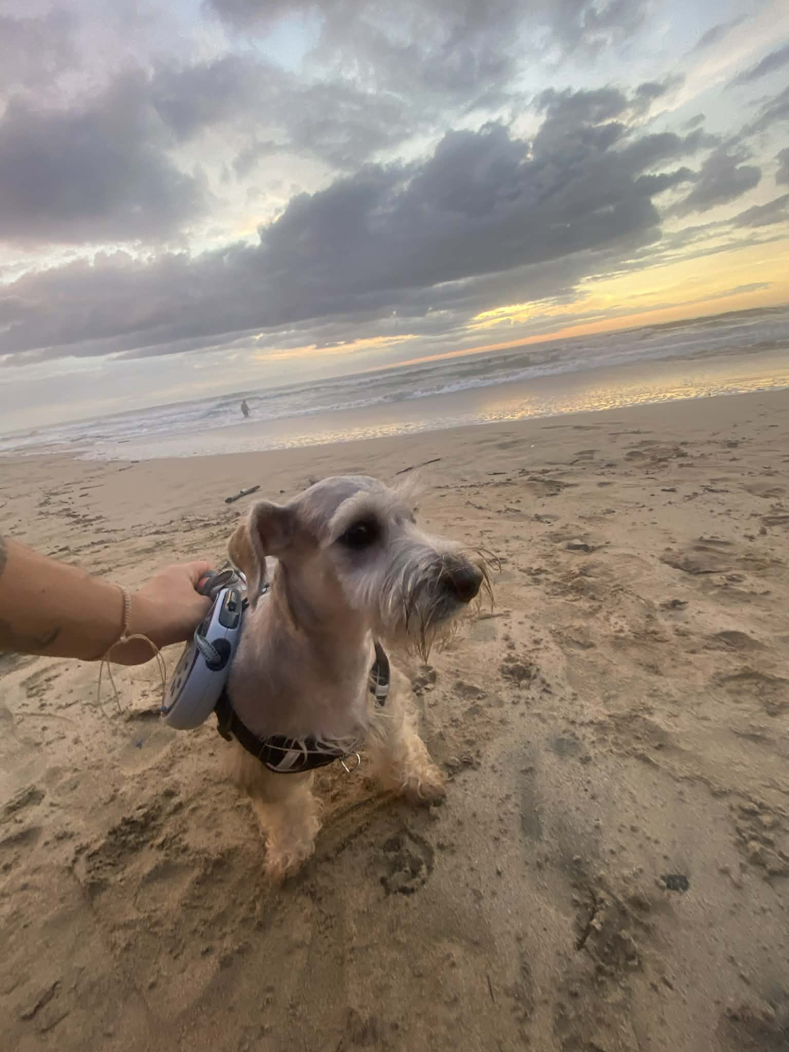Tobby en la playa 1