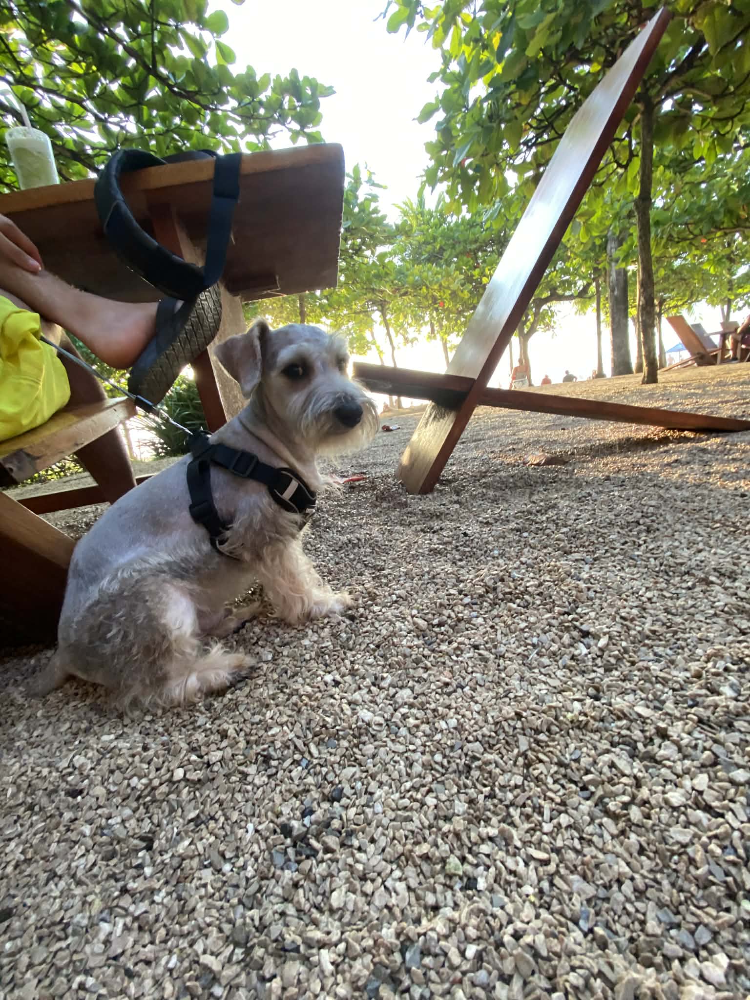 Tobby en la playa 3
