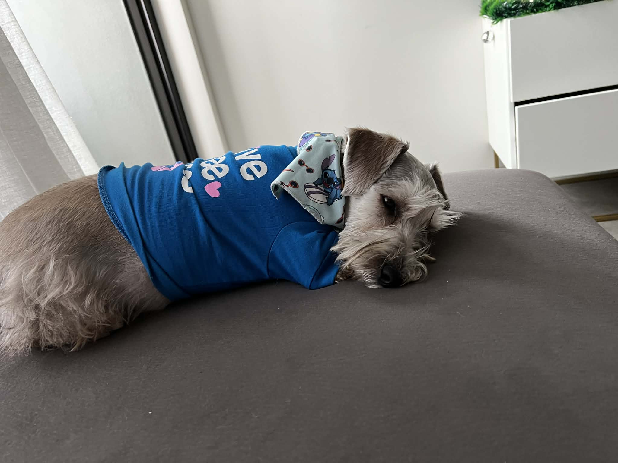 Tobby camisa azul elegante