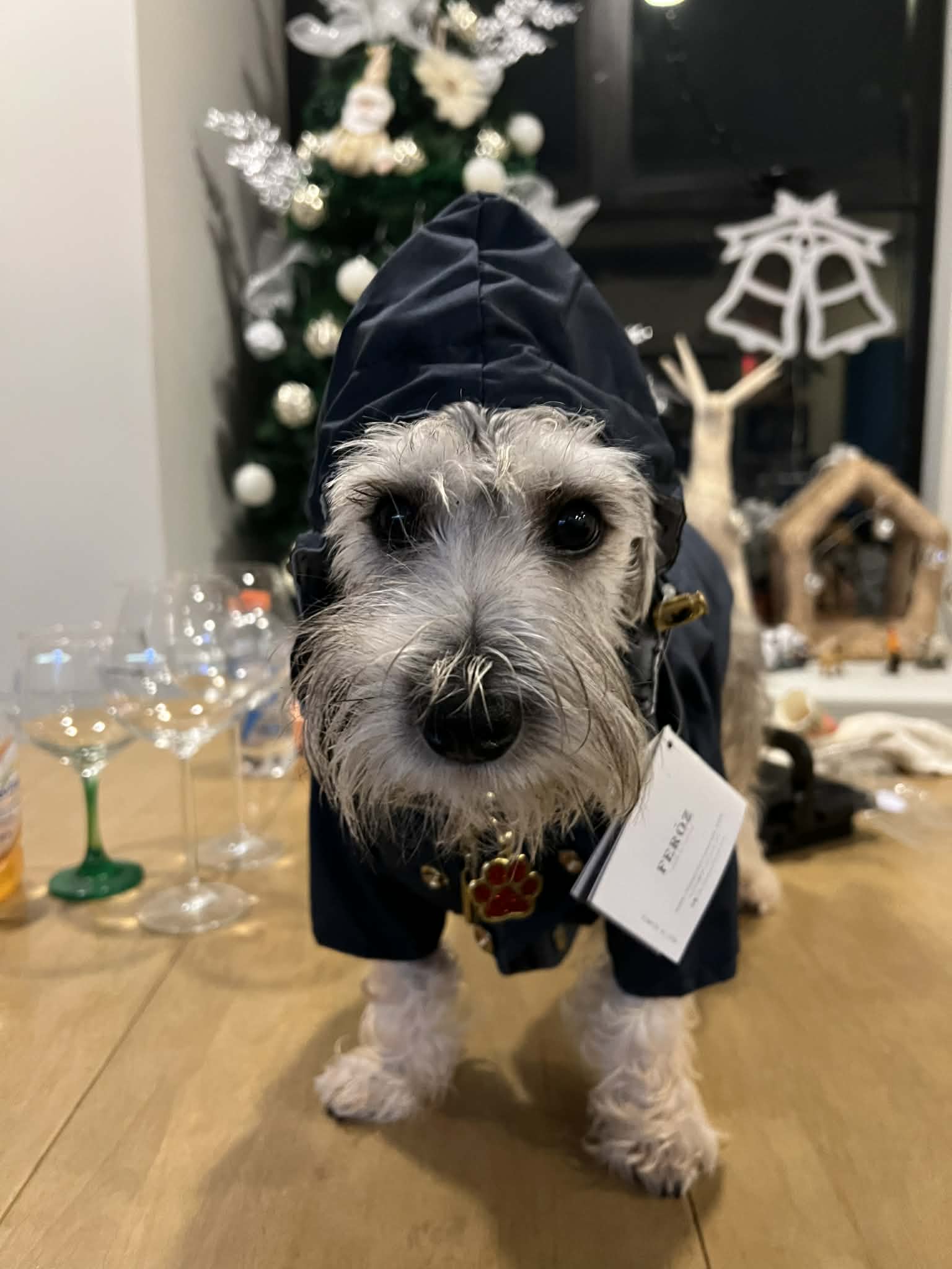 chaqueta para perritos