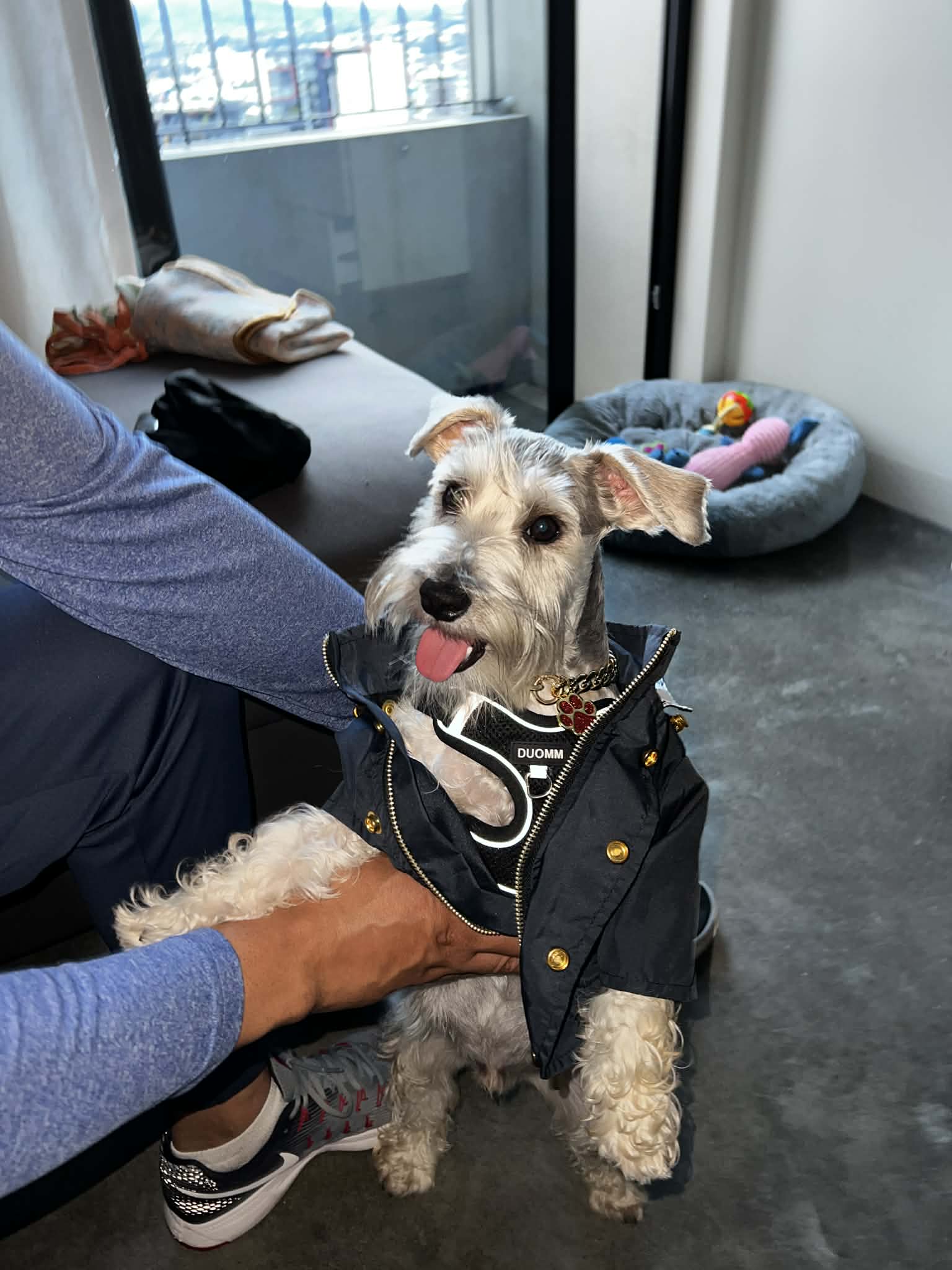ropa para perros