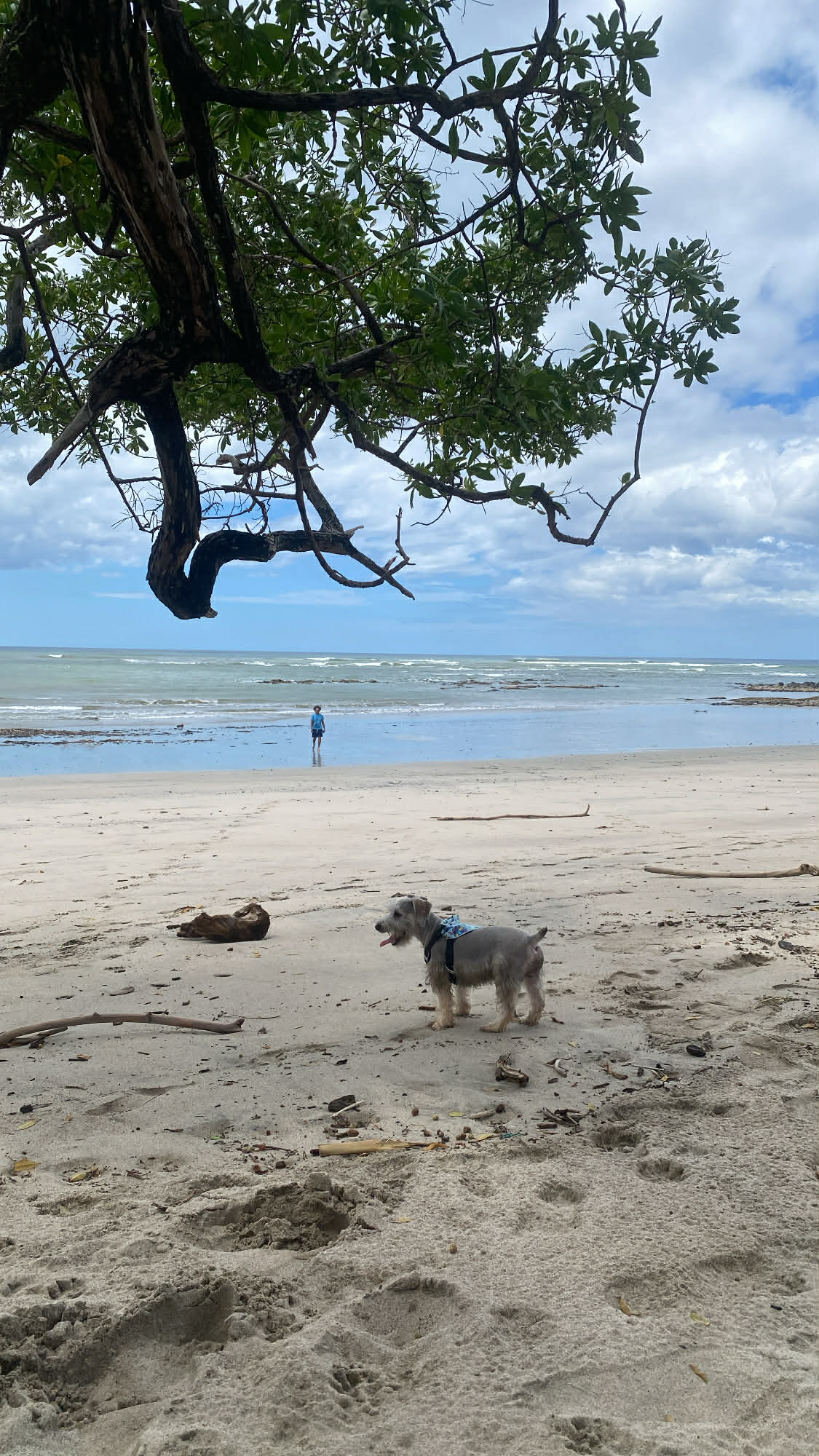 Tobby en la playa final